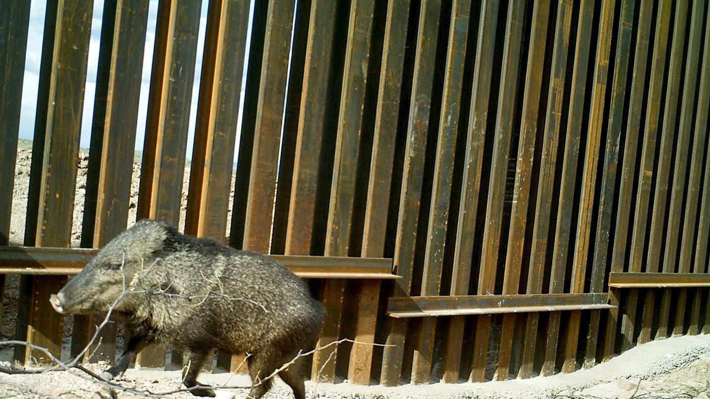 Border wall threatens sweeping varietiy of wildlife, federal officials say